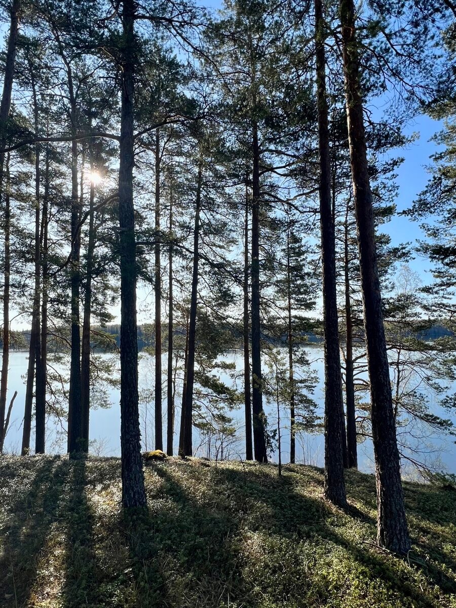 Biomekaniikka joogassa - 10 h syventävä koulutus - Image 4